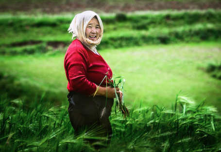 Donna-Campo-di-grano-Sichuan-Cina.png