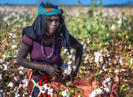 La-raccolta-del-cotone-Dancalia-Etiopia.png