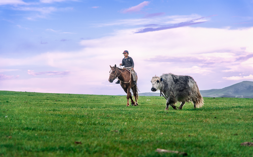Bambino Con Yak Mongolia.png
