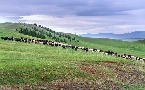 Pascolo-capre-Mongolia.png