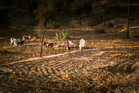 Pascolo Cheren Eritrea.png